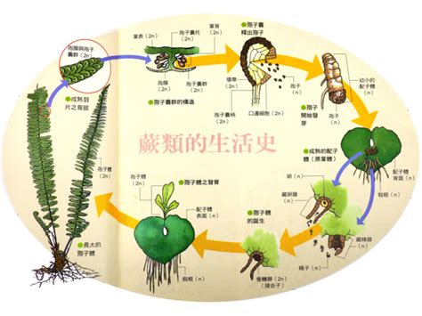 蕨 類 植物 代表 品種|認識蕨類植物：從古老單系群到現代分類學的演變 